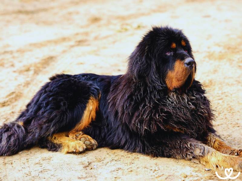 Plemeno-tibetska-doga-mastiff (11)